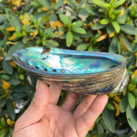 Premium Black Gold Abalone – Large Whole Abalone for Gourmet & Wellness Use