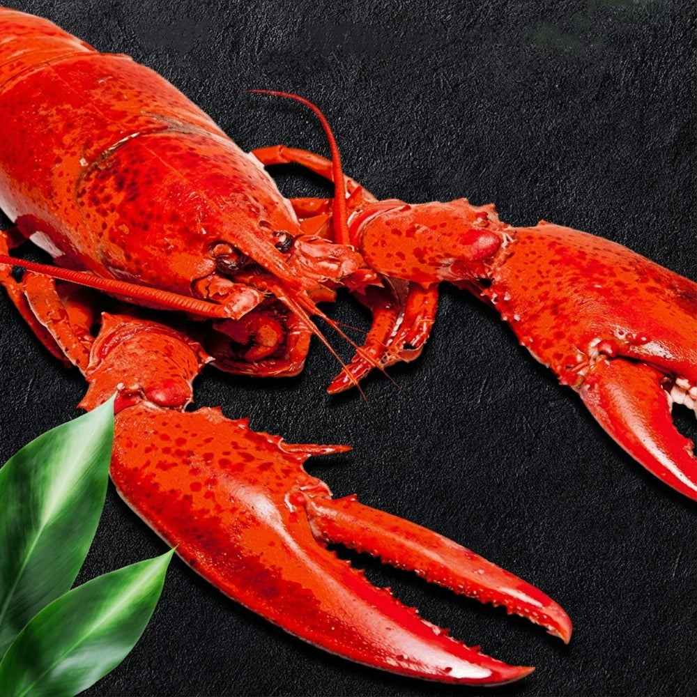 Whole Lobster – Fresh, Meaty & Perfect for Home or Retail